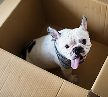 Hund beim Umzug entspannt begleiten