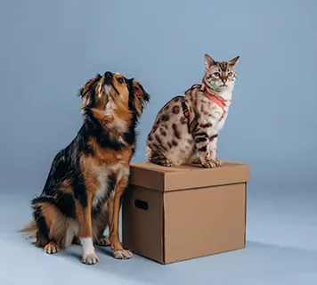 Katze neue Wohnung Eingewöhnung