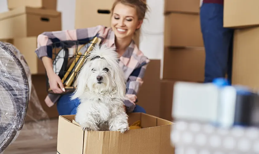 Umzug mit Haustieren Hund Transportbox